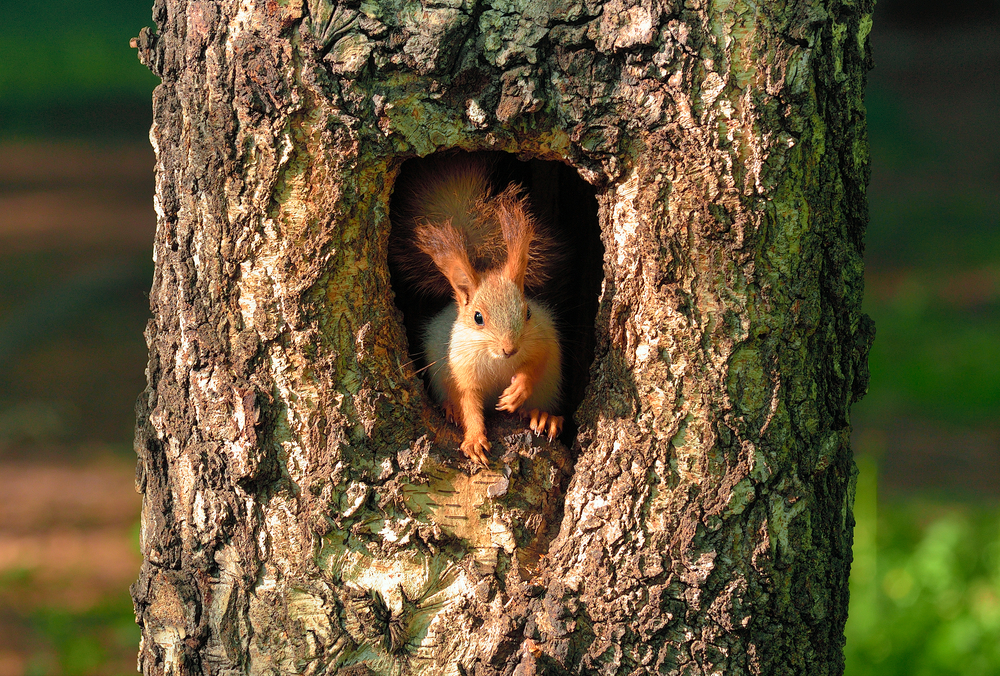 La Maison des écureuils