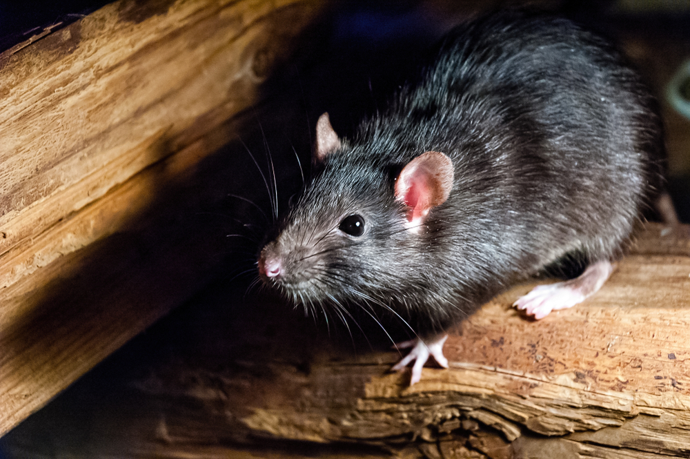 Piège à rats pour maison et jardin, attrape-souris, appât